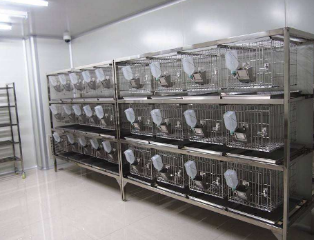 动物实验图.png 动物实验图.png